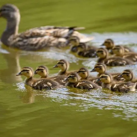 Single-story By The Pond No 10 بيت للعطل *